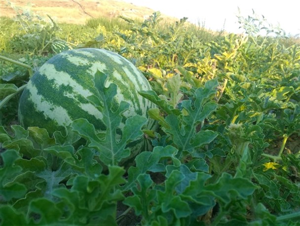 برداشت صیفی‎جات از مزارع  کشاورزی سوق + تصاویر