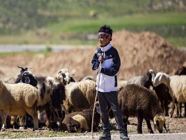 خرید تضمینی ۱۴۰۰ راس دام سبک عشایری در خراسان شمالی طی یک هفته