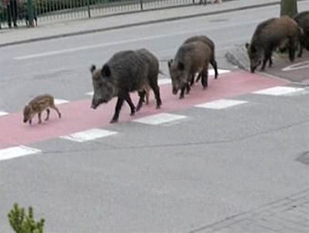 شمارش معکوس برای نابودی حیات وحش/ کوچ گرازها از بستر رودخانه خشک "میناب"+فیلم