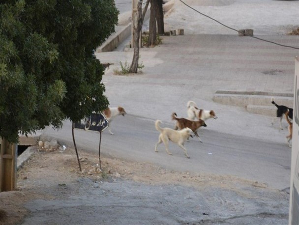 خیال آسوده سگ های ولگرد از بی خیالی ها در یاسوج!+تصاویر