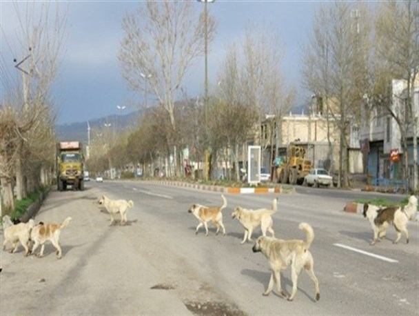 کوچه وخیابان شهرک های کامیاران، محل جولان سگ های ولگرد