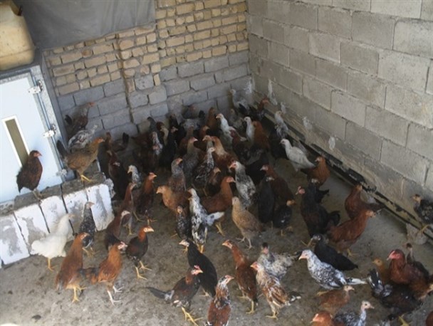 پرورش شترمرغ در راستای اقتصاد مقاومتی/ کارآفرینان چشم انتظار حمایت مسئولان
