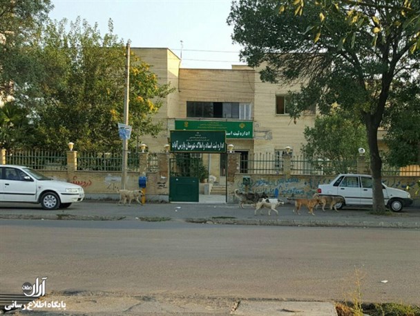 سگ‌های ولگرد در معابر شهر پارس آبادمغان + عکس