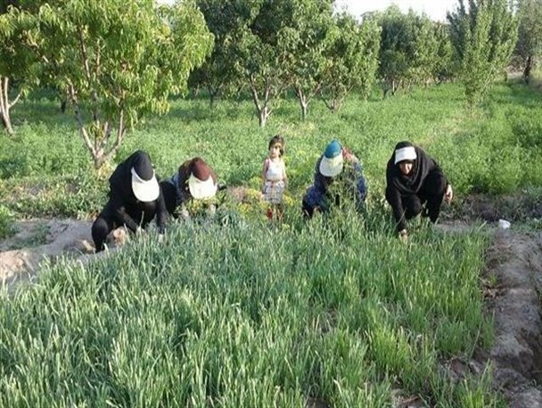 اردوی جهادی برداشت سبزیجات از مزارع کشاورزی/تصاویر