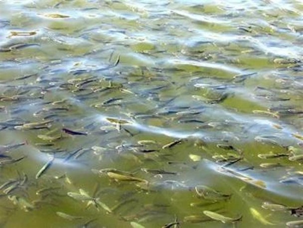 برگزاری بالغ بر 830 نفر روز دوره آموزشی در حوزه آبزی پروری
