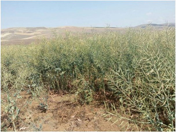 خسارت سرما زدگی مزارع کلزا کلاله هنوز پرداخت نشده است