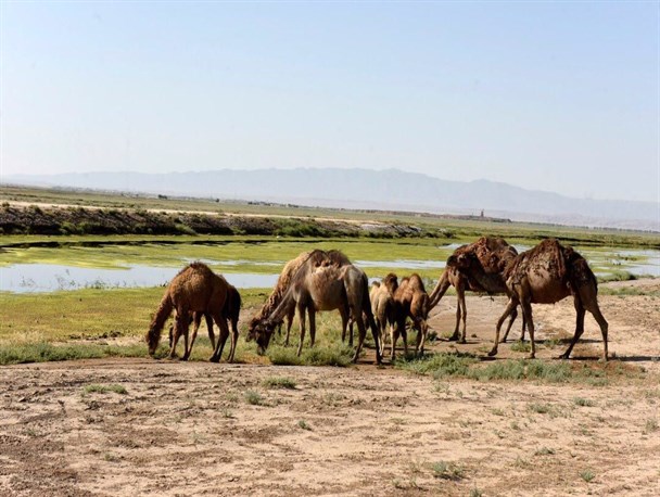 مطالعه تعیین حق آبه و خسارت چرای دام در تالاب صالحیه نظرآباد/ هزینه های درمان بیماری ها ناشی از ریزگرد صدها برابر درآمد پرورش شتر است