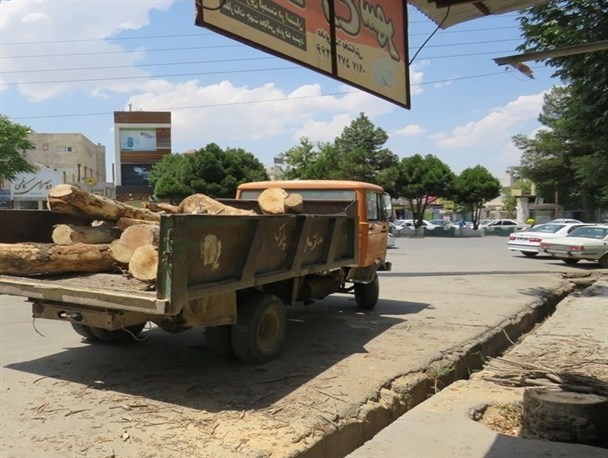 "تَبر" شهرداری بر قامت درختان سرو یاسوج/فضای سبز شهرداری: قطع درختان برای رعایت حال شهروندان است+تصاویر
