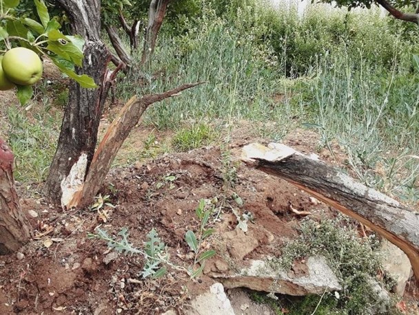 پرداخت خسارت به باغداران سی سخت منتظر دستور وزیر جهاد کشاورزی
