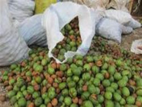 آغاز برداشت گردو از باغات کوثر/سالانه 350 تن گردو در کوثر تولید می شود