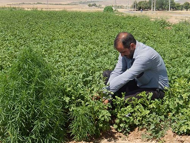 آغاز برداشت لوبیا سبز و خیار در شهرستان بن