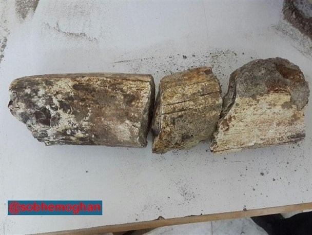 کشف فسیل باستانی در «آغجران» بیله سوار+عکس