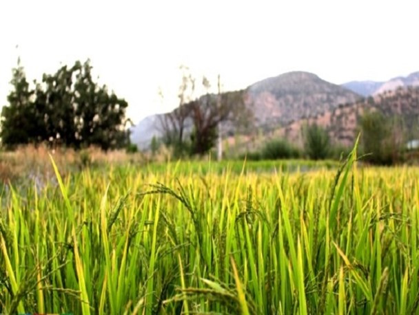تصاویری از شالیزارهای برنج در روستای امیرآباد سی سخت