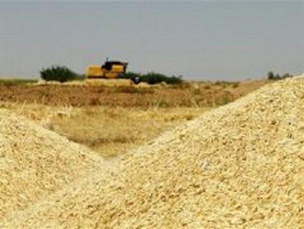 سطح زیر کشت جو در شهرستان به ۴۵۰ هکتار رسید/ برداشت بیش از دوهزار تن جو از مزارع شهرستان دهاقان
