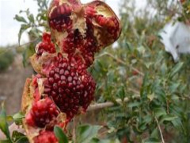 کرم گلوگاه، قاتل انارستان های جرقویه علیا/باغداران راه های مبارزه با این آفت را بدانند