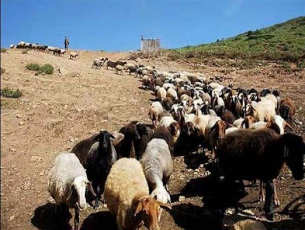 میزان دام موجود در استان زنجان ۲ برابر ظرفیت مراتع است