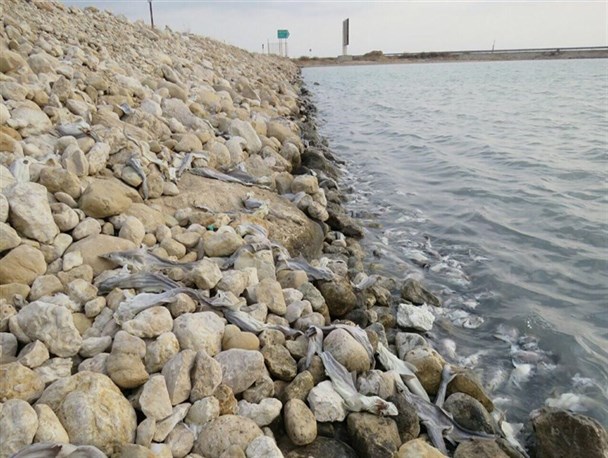 مرگ مشکوک آبزیان در دریای عسلویه