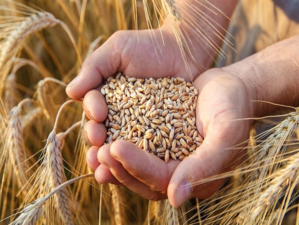 دولت به قانون خرید تضمینی گندم عمل کند/ خارج‌شدن 5 میلیون تن گندم از چرخه مصرف انسانی