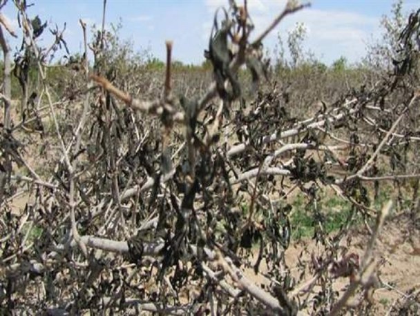 خسارت ۹۰۰ میلیارد تومانی به باغات استان سمنان