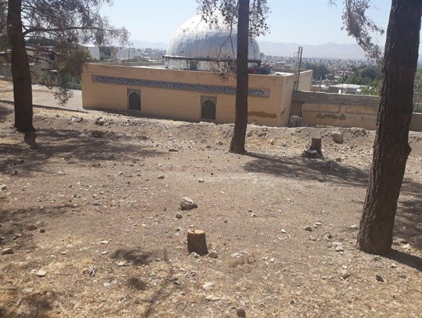 قطع درختان کاج در طاقبستان و نبود نظارت مسئولان!