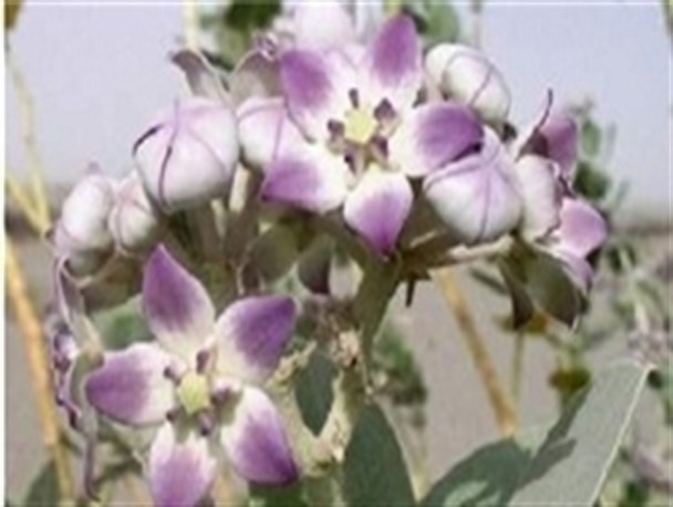 گل دادن درختان استبرق در رودبار