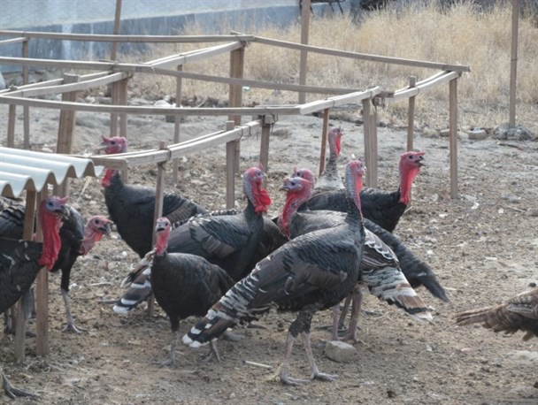 پرورش بوقلمون در راستای اقتصاد مقاومتی آق قلا + تصاویر