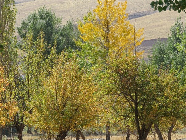 تصاویر زیبا از درختان پاییزی در خلخال
