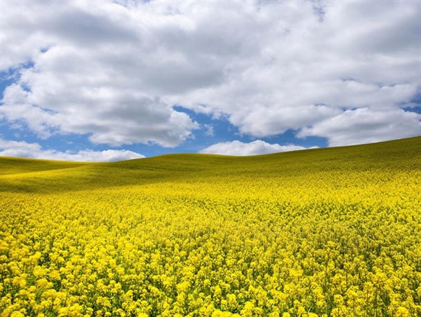 یک چهارم کلزای کشور در گلستان تولید می شود