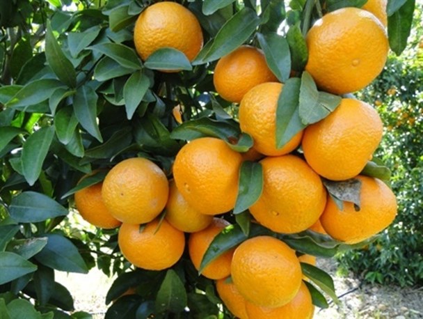 نارنگی‌های پیش‎رس در بازار مازندران/ مسئولان در زمینه ترویج بیمه باغات مرکبات اقدام کنند