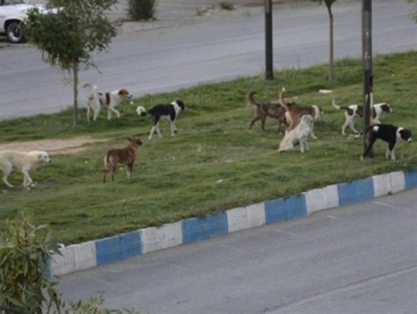 پرسه زنی سگ های ولگرد در دانشگاه آزاد اسلامی زاهدان/ هاری در کمین دانشجویان است