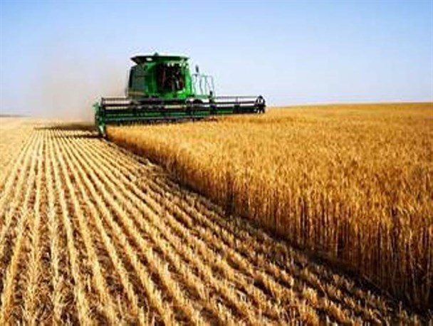 بیش از 27000 هکتار از اراضی استان زیر کشت گندم می رود