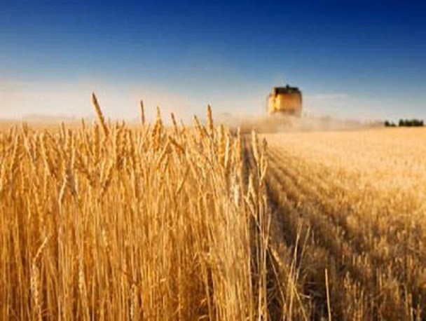 دولت برای پرداخت طلب گندمکاران امروز و فردا می‌کند