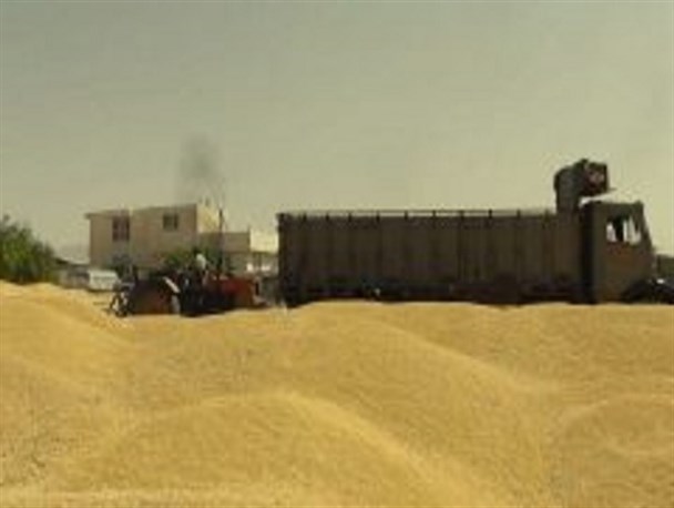 پایان خرید تضمینی گندم، گلرنگ و کلزا در استان اصفهان/ دو هزار تن گلرنگ از کشاورزان خریداری شد