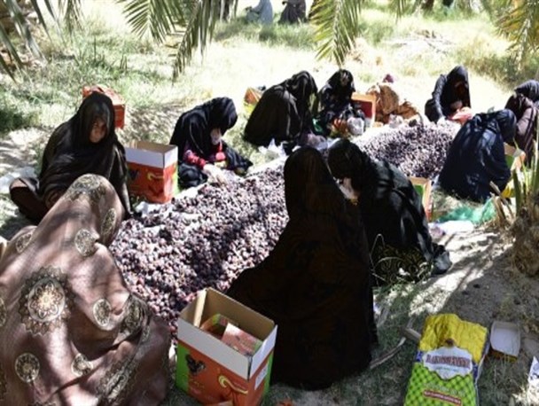 برداشت بیش از ٢٠٠ هزارتن خرما در سیستان وبلوچستان/مضافتی و ربی عمده محصولات کشت شده