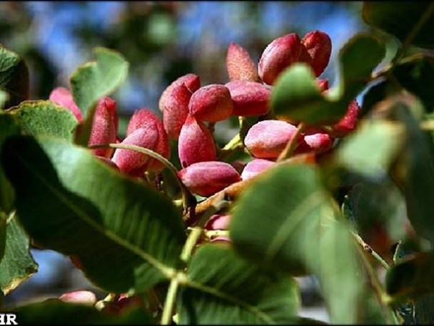 تعهد ارزی، چماقی بر سر صادرکنندگان پسته/ سودجویان فضای مجازی مانع از عرضه پسته به تاجران می‌شوند
