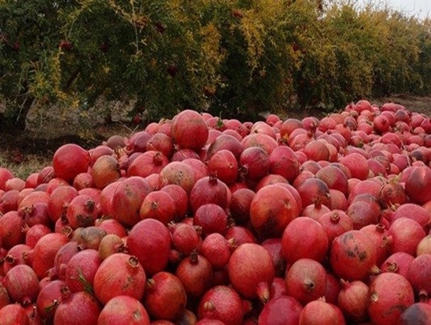 برداشت انار در قطب تولید انار خراسان رضوی