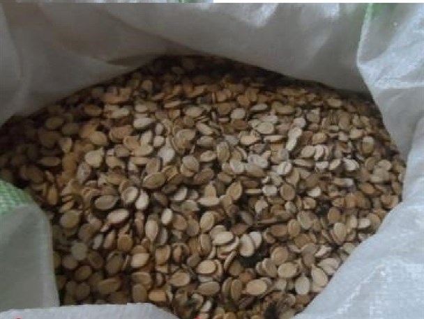 استیلای دلالان بر سر کشاورزان هندوانه کار شرق گلستان