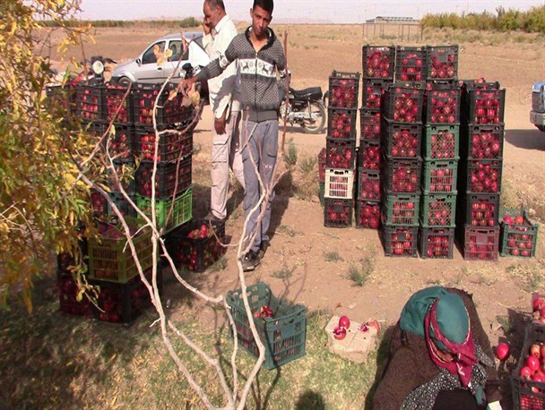 کاهش ۸۵ درصدی تولید انار در شهرستان سرایان
