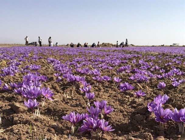 آغاز برداشت محصول زعفران از 6300 هکتار از مزارع رشتخوار