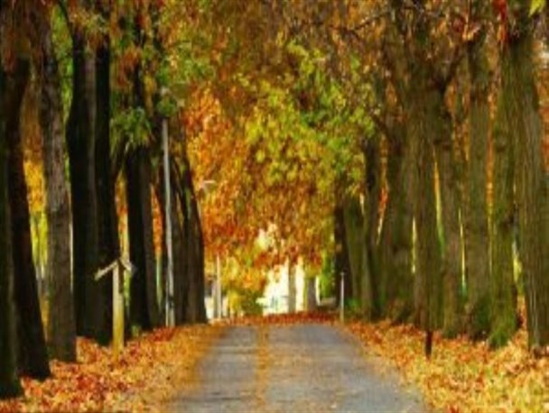عکس/ پاییز زیبا در دانشگاه ارومیه