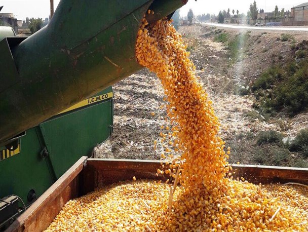 برداشت ذرت دانه ای در گیلانغرب/ بالغ بر 2 هزار هکتار از مزارع گیلانغرب زیر کشت ذرت است+ تصاویر