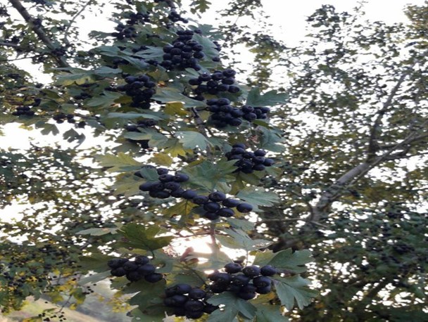 کمار؛ میوه شگفت انگیز جنگل های لاهیجان +عکس