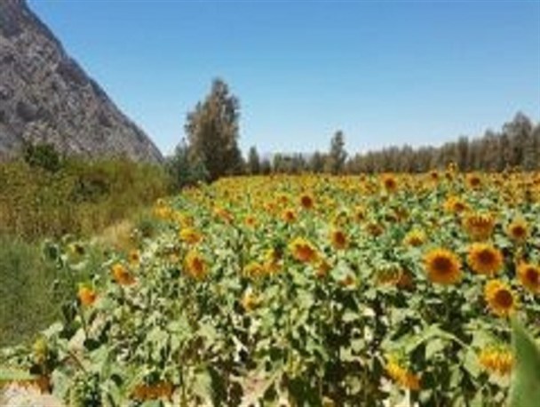 برداشت«آفتابگردان آجیلی» در اردستان آغاز شد