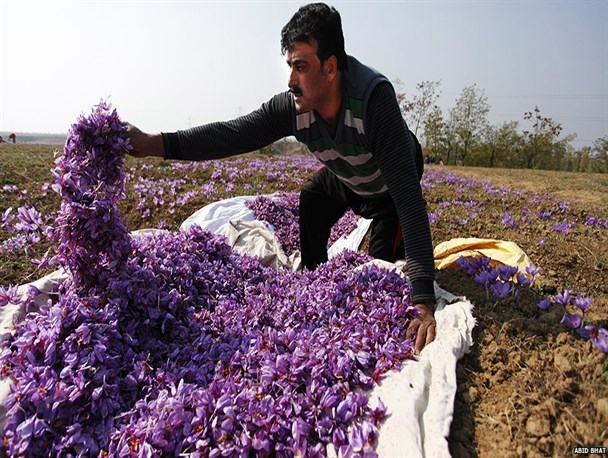 افزایش 100 هکتاری سطح زیر کشت زعفران در یزد/ بیش از دو تن طلای سرخ در استان برداشت می‌شود