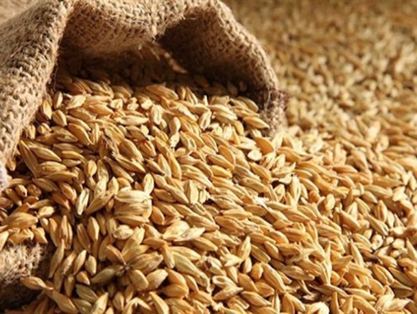 توزیع ۱۰۰ تن جو یارانه‌ای در روستاهای خسارت دیده از سیل هرسین