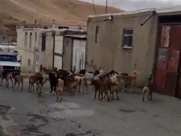 شهر بیجار در محاصره جولان سگ‌های ولگرد/ بی توجهی شوراها و شهردار صدای مردم را درآورده است
