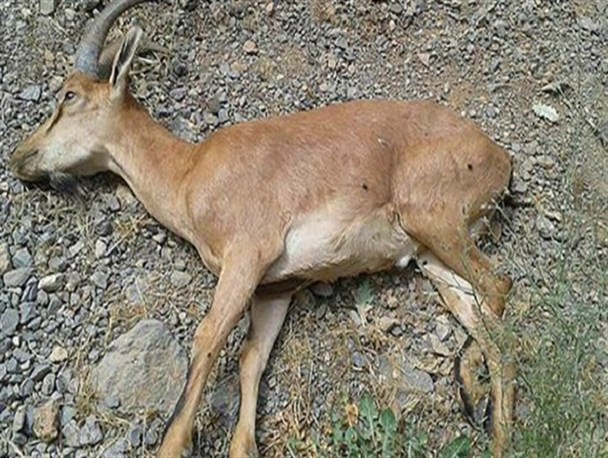 طاعون نشخوارکنندگان همچنان در خراسان شمالی تلفات می دهد