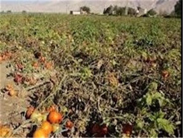 بخش کشاورزی استان بوشهر 900 میلیارد ریال خسارت دید