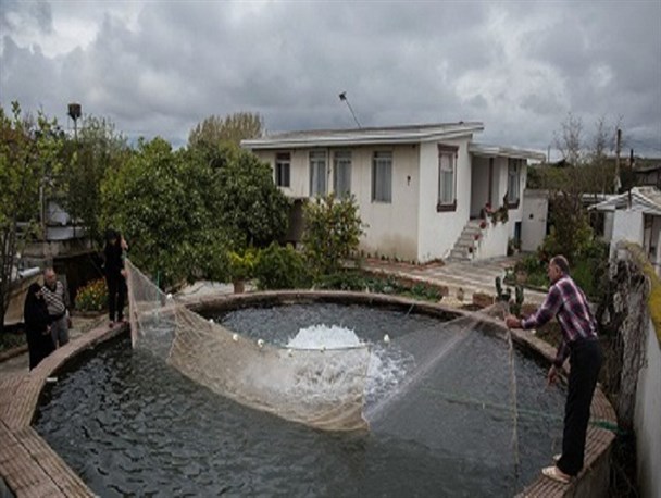 از پرورش ماهی در حوضچه خانگی تا تولید سالانه 700 هزار قطعه ماهی کپور