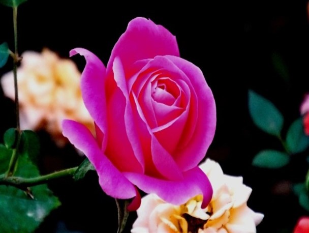 رزهای عاشقانه در گچساران